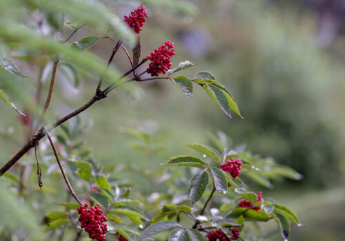 Beerenstark durch den Winter