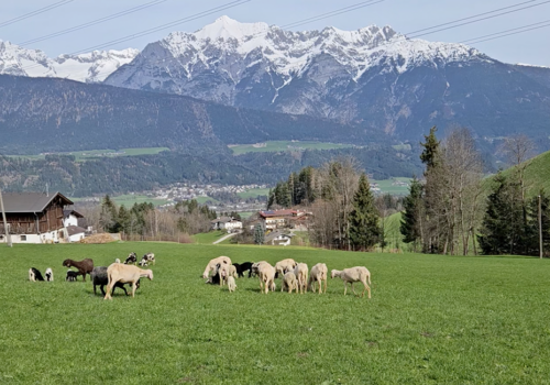 Das Osterlamm, der gute Hirte und der Wolf