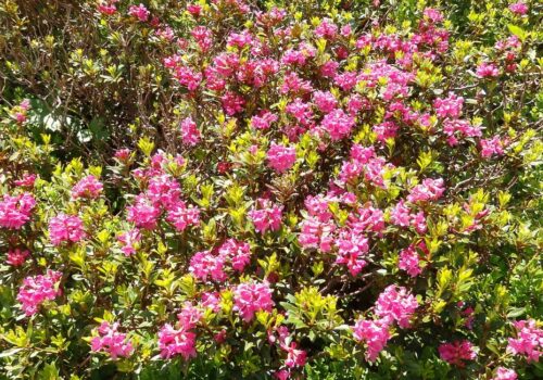 Lexikon der Almpflanzen: Alpenrose
